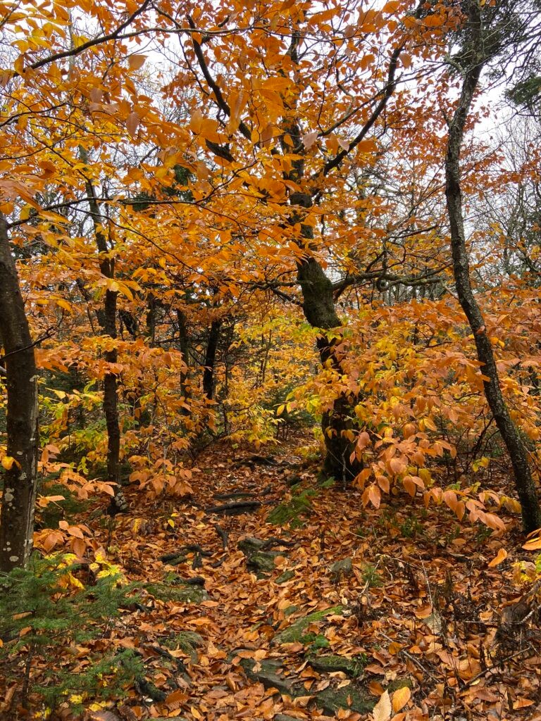 hiking in greylock 1