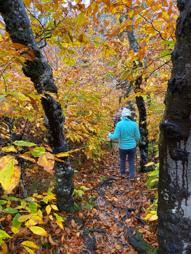 hiking in greylock 4