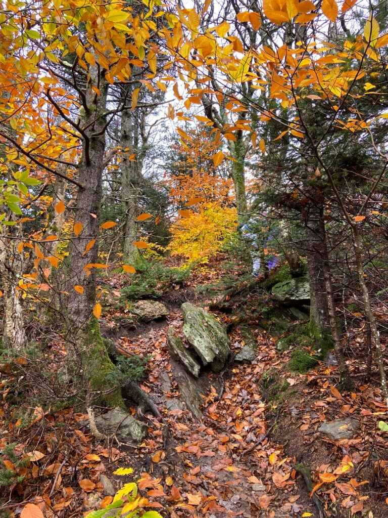 hiking in greylock 2